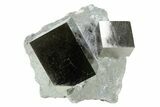 Two Natural Pyrite Cubes In Rock - Navajun, Spain #231451-1